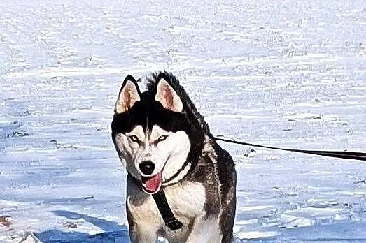 Zapowiedź miotu szczeniaczków Siberian husky z elitarnym rodowodem