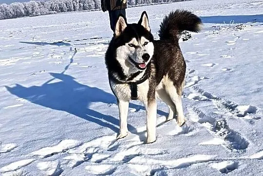 Zapowiedź miotu szczeniaczków Siberian husky z elitarnym rodowodem, Łódzkie, Krośniewice