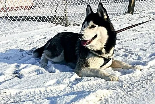 Zapowiedź miotu szczeniaczków Siberian husky z elitarnym rodowodem, Łódzkie, Krośniewice