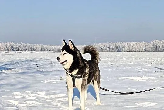 Zapowiedź miotu szczeniaczków Siberian husky z elitarnym rodowodem, Łódzkie, Krośniewice