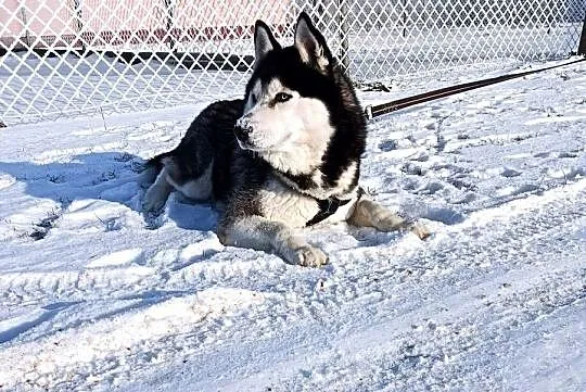 Zapowiedź miotu szczeniaczków Siberian husky z elitarnym rodowodem, Łódzkie, Krośniewice