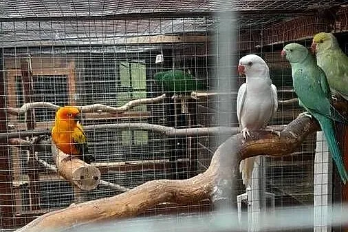 Sprzedam samca konury  słonecznej, Dolnośląskie, Raków