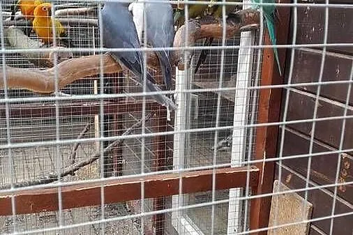Sprzedam samca konury  słonecznej, Dolnośląskie, Raków