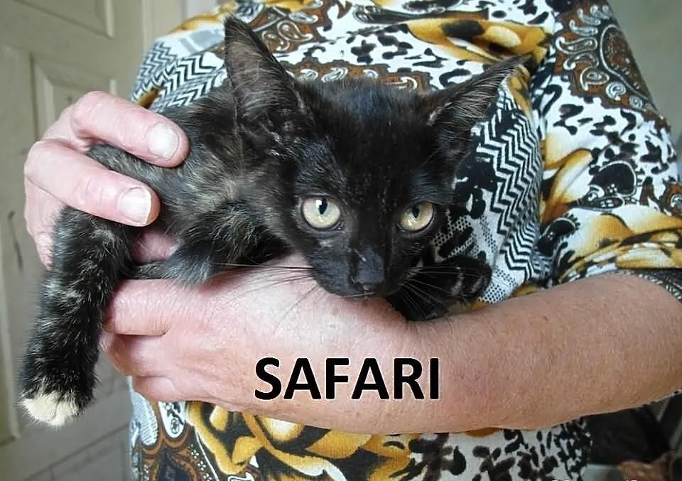 12 tygodniowe rodzeństwo Safari, Selena, Salem i S