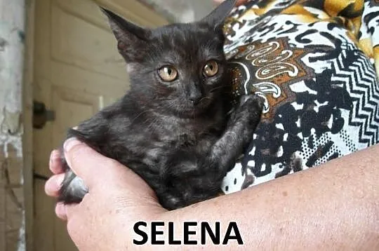 12 tygodniowe rodzeństwo Safari, Selena, Salem i S