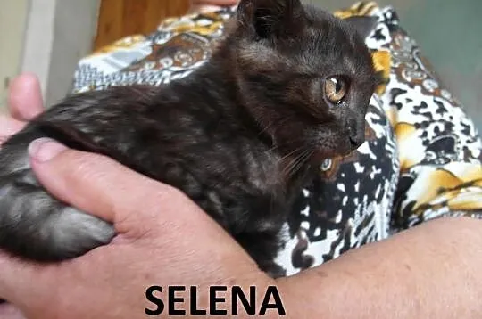 12 tygodniowe rodzeństwo Safari, Selena, Salem i S