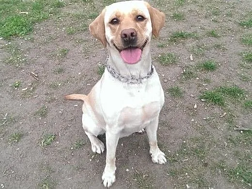 Fanta, biszkoptowa labradorka szuka kochającego do