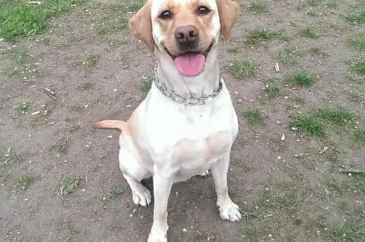 Fanta, biszkoptowa labradorka szuka kochającego do