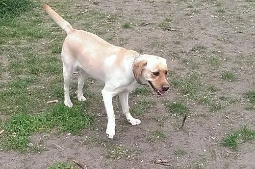 Fanta, biszkoptowa labradorka szuka kochającego do