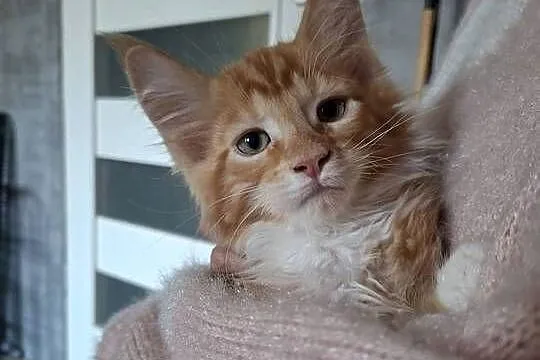 Koty Maine Coon