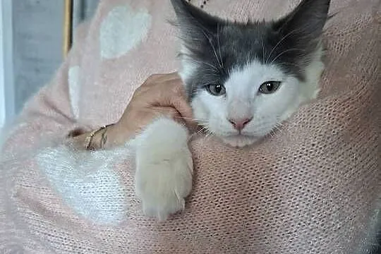 Koty Maine Coon, Warmińsko-mazurskie, Jamielnik