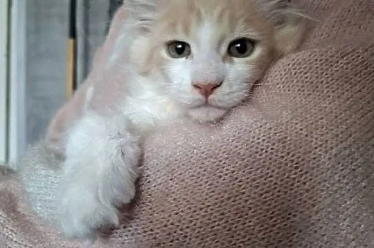 Koty Maine Coon, Warmińsko-mazurskie, Jamielnik