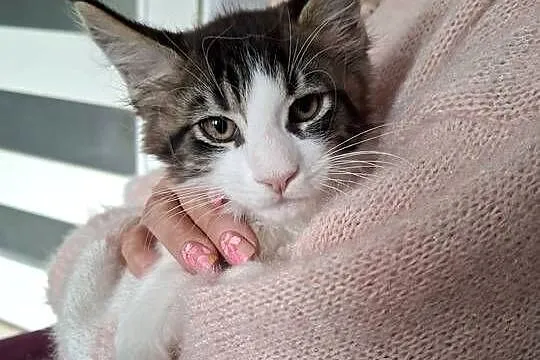 Koty Maine Coon, Warmińsko-mazurskie, Jamielnik