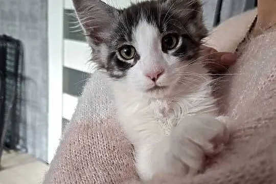 Koty Maine Coon, Warmińsko-mazurskie, Jamielnik