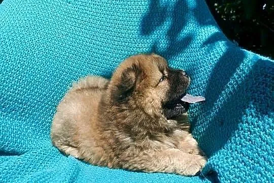 Wzorcowy Chow Chow Czał Czał rodzice FCI, Opolskie, Krapkowice