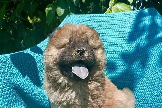 Wzorcowy Chow Chow Czał Czał rodzice FCI, Opolskie, Krapkowice