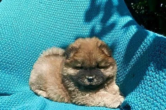 Wzorcowy Chow Chow Czał Czał rodzice FCI, Opolskie, Krapkowice