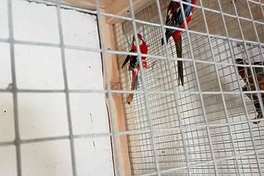 Rozella bialolica, Wielkopolskie, Miejska Górka