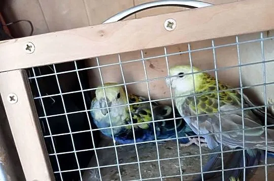 Rozella bialolica, Wielkopolskie, Miejska Górka
