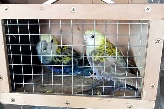 Rozella bialolica, Wielkopolskie, Miejska Górka