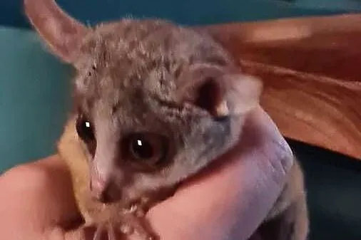 Galago senegalski, Dolnośląskie, Stanięcice