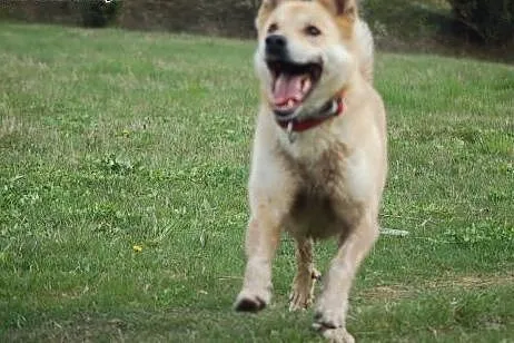 Diego w typie akity,  mazowieckie Warszawa