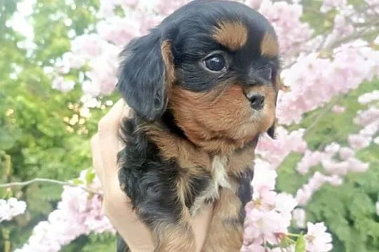 Cudny Cavalier King Charles Spaniel, Kujawsko-pomorskie, Żnin
