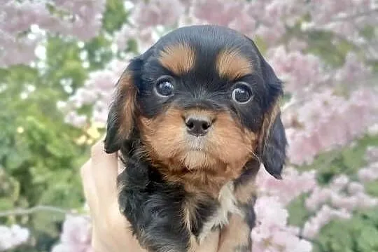 Cudny Cavalier King Charles Spaniel, Kujawsko-pomorskie, Żnin