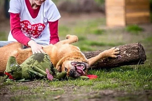 Wspaniała Leila poleca się do adopcji,  małopolski