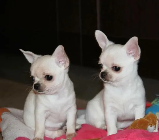 Najwyższej jakości szczenięta rasy chihuahua, samce i samice. Czystej krwi.