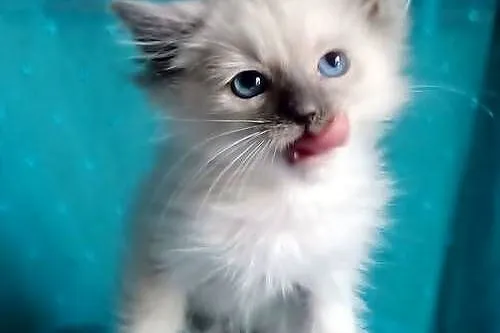 Cudowny kocurek Ragdoll z rodowodem i wyprawką, Łódzkie, Łódź