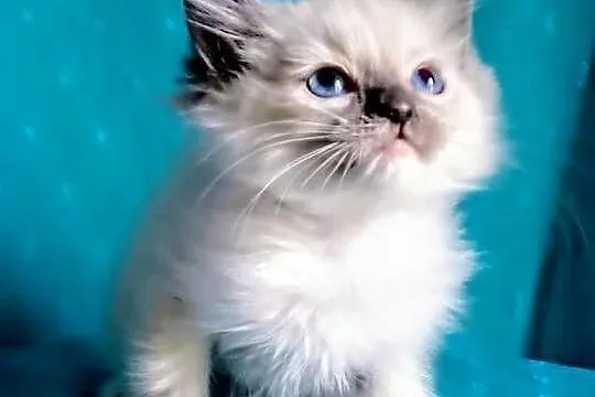 Cudowny kocurek Ragdoll z rodowodem i wyprawką, Łódzkie, Łódź