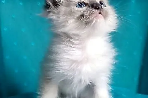 Cudowny kocurek Ragdoll z rodowodem i wyprawką, Łódzkie, Łódź