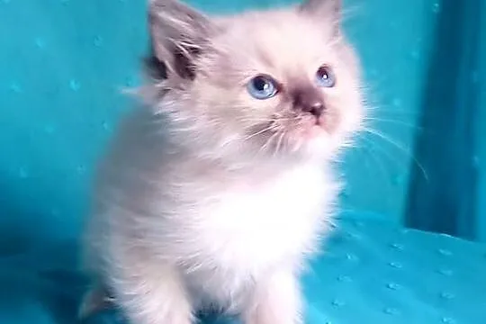 Cudowny kocurek Ragdoll z rodowodem i wyprawką, Łódzkie, Łódź