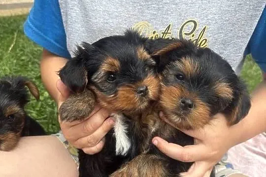 Yorki terrierki