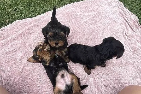 Yorki terrierki, Lubelskie, Wola Okrzejska
