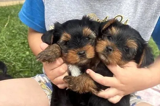 Yorki terrierki, Lubelskie, Wola Okrzejska