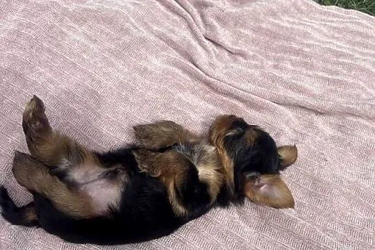 Yorki terrierki, Lubelskie, Wola Okrzejska