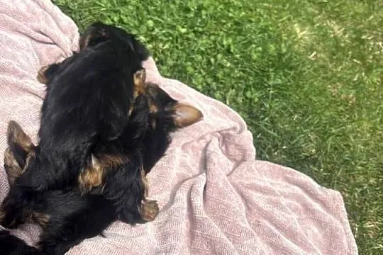 Yorki terrierki, Lubelskie, Wola Okrzejska