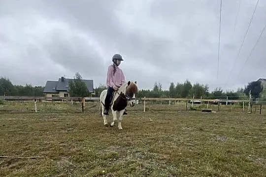 Kuc,kucyk na sprzedaż z paszportem, Mazowieckie, Krępica
