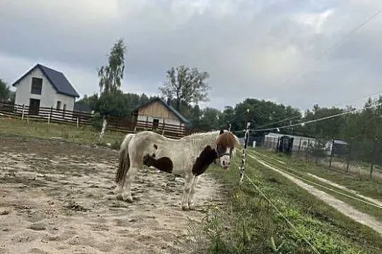 Kuc,kucyk na sprzedaż z paszportem, Mazowieckie, Krępica