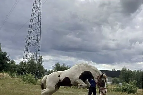 Kuc,kucyk na sprzedaż z paszportem, Mazowieckie, Krępica