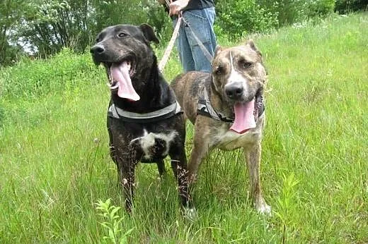Dwa chłopaki do adopcji,  wielkopolskie Poznań