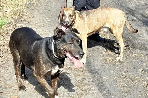 Dwa chłopaki do adopcji,  wielkopolskie Poznań