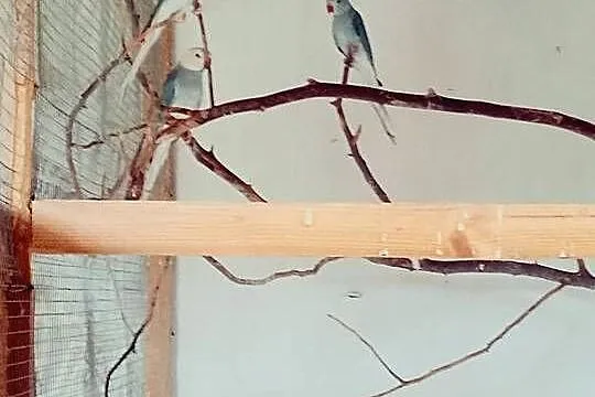 Aleksandretty Aleksandretta, Lubuskie, Podmokle Małe