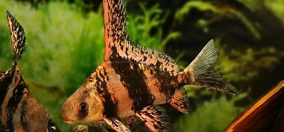 Czukuczan chiński - Myxocyprinus asiaticus - WYSYŁKA KURIER, Pomorskie, Gdańsk