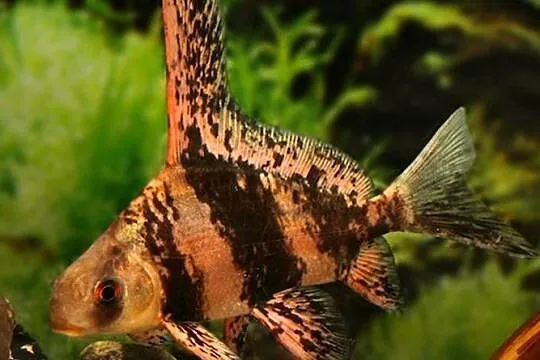 Czukuczan chiński - Myxocyprinus asiaticus - WYSYŁKA KURIER, Pomorskie, Gdańsk