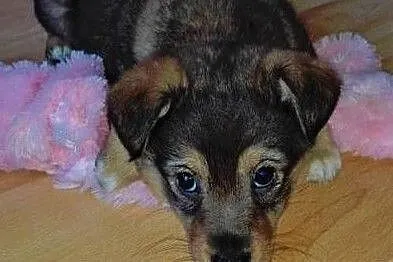 Dropiś - 2,5 miesięczny, śliczny szczeniak do adopcji, PIES