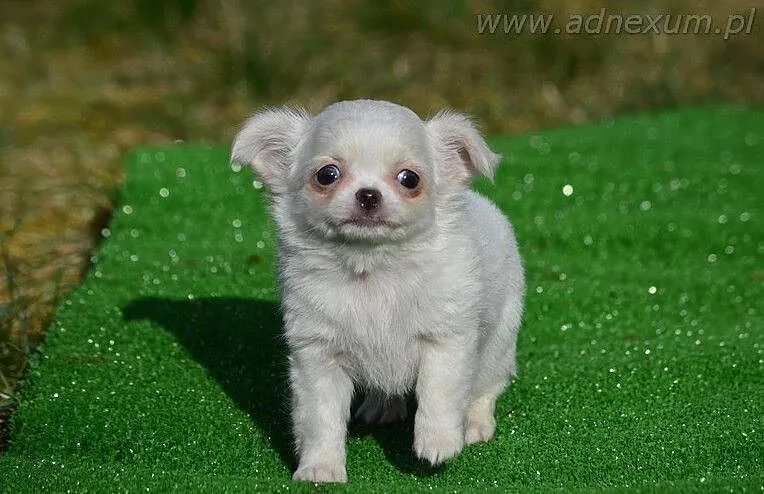 Chihuahua długowłosy piesek (FCI), Mazowieckie, Milanówek