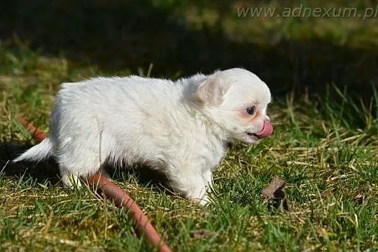 Chihuahua długowłosy piesek (FCI), Milanówek